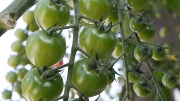 I pomodori verdi maturano su un ramo di un cespuglio. Pomodori acerbi nelle piantagioni di agricoltori primo piano. Feto di pianta di pomodoro in serra. Coltivare verdure biologiche in azienda. Settore agricolo — Video Stock