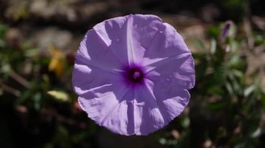 Ipomoea Indica çiçeği olarak da bilinir. Mor Sabah zaferi.