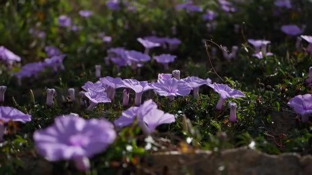 A lot of Ipomoea Indica flowers also known as Purple Morning glory — Stock Video