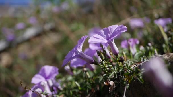 紫色の朝の栄光とも呼ばれるイポモエア・インディカの花の多く — ストック動画