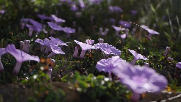 Um monte de flores Ipomoea Indica também conhecido como a glória da manhã roxa — Vídeo de Stock