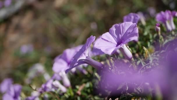 Um monte de flores Ipomoea Indica também conhecido como a glória da manhã roxa — Vídeo de Stock