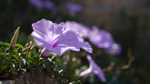 紫色の朝の栄光とも呼ばれるイポモエア・インディカの花の多く — ストック動画