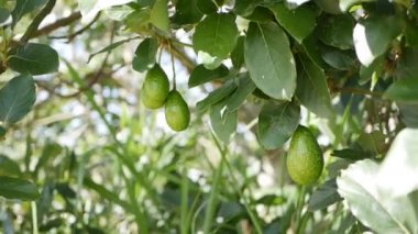 Doğal avokado meyvesi bir tarımın ağaç dalında asılı duruyor.