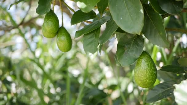 Naturlig avokadofrukt som hänger vid en trädgren på en plantage inom jordbruket — Stockvideo