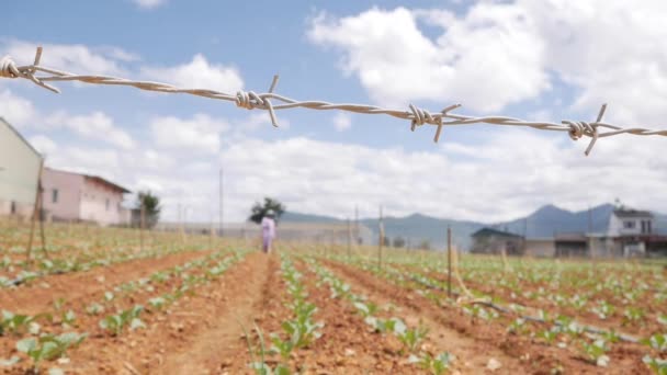 Un fermier qui travaille dans un champ de choux. Le désherbage enlève l'herbe avec la houe. Légumes, agriculture biologique. Semis à la main et soins des cultures. Attirer les travailleurs à travailler dans les exploitations agricoles. Agriculture et agro-industrie — Video