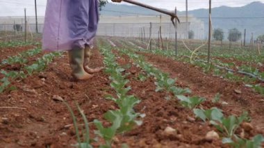 Lahana tarlasında çalışan çiftçi. Otları çapayla temizliyorum. Sebzeler, organik tarım. El ekimi ve hasat bakımı. Çiftliklerde çalışmak için işçileri cezbediyor. Tarım ve tarım sektörü