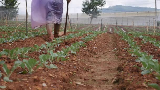 Farmer working in a cabbage field. Weeding remove weed with hoe. Vegetables, organic farming. Hand sowing and crop care. Attracting workers to work on farms. Agriculture and agribusiness — Stock Video