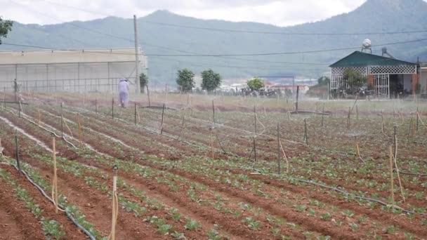 Agricultor trabajando en un campo de repollo. Deshierbe quitar la maleza con azada. Hortalizas, agricultura ecológica. Siembra manual y cuidado de cultivos. Atraer a los trabajadores a trabajar en granjas. Agricultura y agroindustria — Vídeo de stock