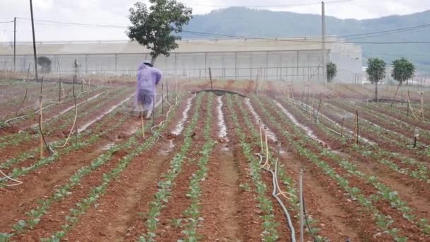 Agricultor trabajando en un campo de repollo. Deshierbe quitar la maleza con azada. Hortalizas, agricultura ecológica. Siembra manual y cuidado de cultivos. Atraer a los trabajadores a trabajar en granjas. Agricultura y agroindustria — Vídeo de stock