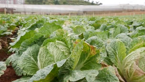 Field of cabbage ready to harvest. Vegetables, organic farming. Agriculture and agribusiness — Stock Video