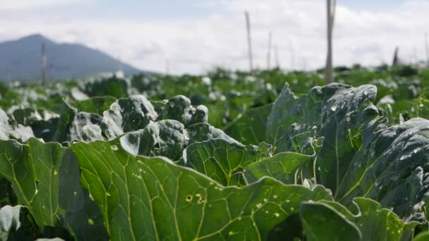 Field of cabbage ready to harvest. Vegetables, organic farming. Agriculture and agribusiness — Stock Video