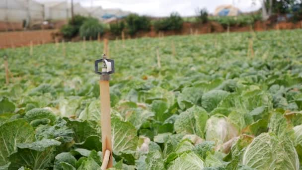 Pole zelí připravené ke sklizni. Zelenina, ekologické zemědělství. Zemědělství a zemědělství — Stock video