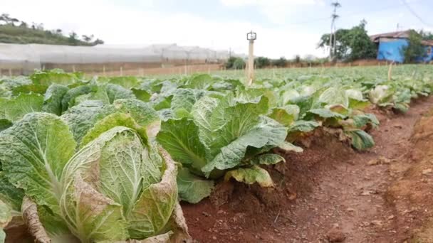 Kohlfeld zur Ernte bereit. Gemüse, ökologischer Landbau. Landwirtschaft und Agrarindustrie — Stockvideo