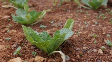 Çiftçi tarladaki lahana tohumlarına kuru gübre ya da böcek ilacı serper. Sebzeler, organik tarım. Tarım ve tarım sektörü. El ekimi ve hasat bakımı. Çalışmak için çekici işçiler