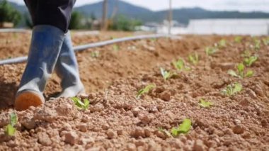 Çiftçi tarladaki lahana tohumlarına kuru gübre ya da böcek ilacı serper. Sebzeler, organik tarım. Tarım ve tarım sektörü. El ekimi ve hasat bakımı. Çalışmak için çekici işçiler