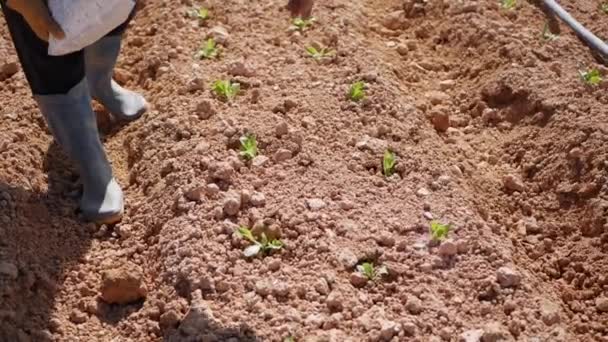 L'agriculteur saupoudre des engrais secs ou des pesticides sur les semis de chou dans le champ. Légumes, agriculture biologique. Agriculture et agro-industrie. Semis à la main et soins des cultures. Attirer les travailleurs vers le travail — Video