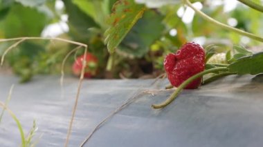 Bahçe yatağında kırmızı ve yeşil çilekler. Organik tarım. Tarım ve tarım sektörü. El ekimi ve mahsul bakımı