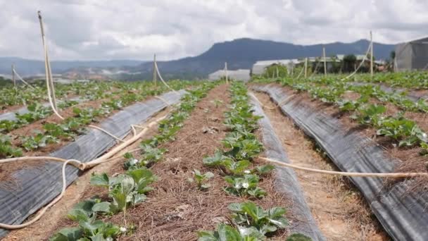 Plantation de fraises traitée avec des engrais secs ou des pesticides. Agriculture biologique. Agriculture et agro-industrie. Semis à la main et soins des cultures . — Video