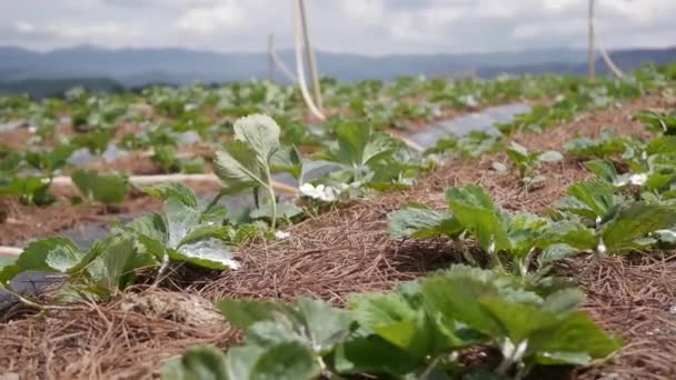 Aardbeienplantage behandeld met droge meststoffen of pesticiden. Biologische landbouw. Landbouw en landbouwindustrie. Handzaaien en oogsten. — Stockvideo