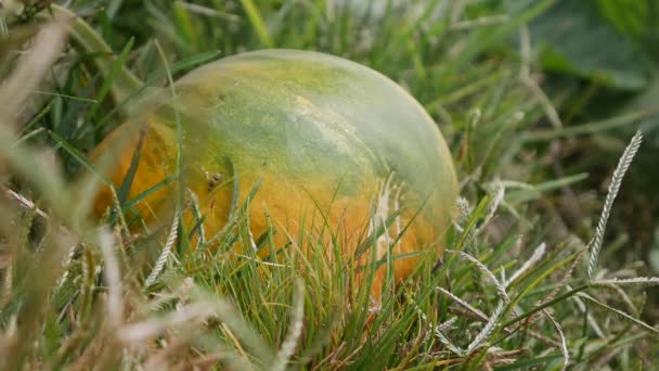 A abóbora amadurecendo encontra-se no jardim no chão sob um arbusto. Produtos hortícolas, agricultura biológica. Agricultura e agronegócio. Semeadura manual e cuidados com a colheita. Atrair trabalhadores para trabalhar em fazendas — Vídeo de Stock