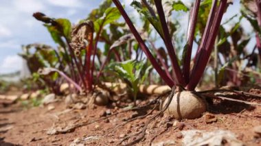 Pancar çiftliği. Sebzeler, organik tarım. Tarım ve tarım sektörü. El ekimi ve hasat bakımı. İşçileri çiftliklerde çalışmaya cezbediyor