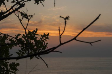 Karanlık dallarında yaz tropikal s arka planda yaprakları ile