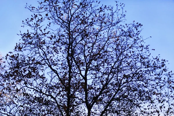 Силуэт деревьев с сухими ветвями и сухими листьями на спинке — стоковое фото