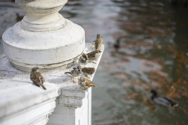 Skupiny vrabci na římse u jezera — Stock fotografie