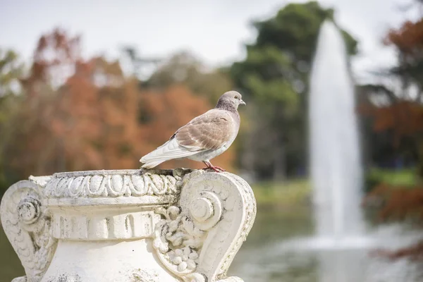 Groups of sparrows resting on a ledge next to a lake — Stock Photo, Image