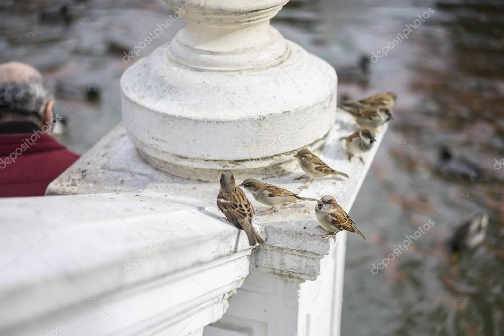 Groups of sparrows resting on a ledge next to a lake