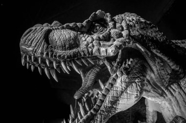 Tyrannosaurus rex dinozor ile dişleri, uzun, keskin dişler