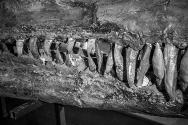 Tyrannosaurus rex dinozor ile dişleri, uzun, keskin dişler