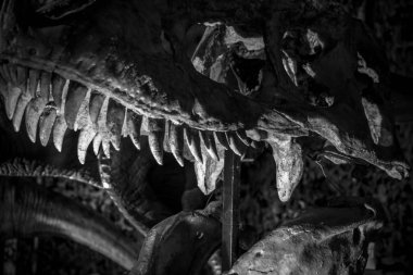 Tyrannosaurus rex dinosaur with tusks, long, sharp teeth clipart