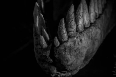 Tyrannosaurus rex dinozor ile dişleri, uzun, keskin dişler