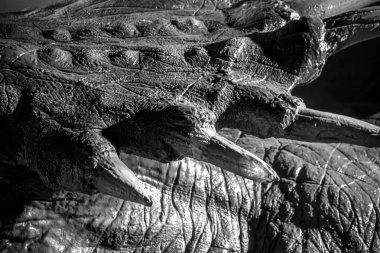 Tyrannosaurus rex dinozor ile dişleri, uzun, keskin dişler