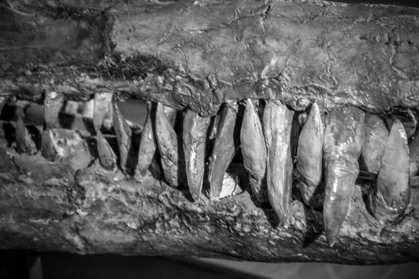 Dinosaur bones with sharp textures and tusks — Stock Photo, Image