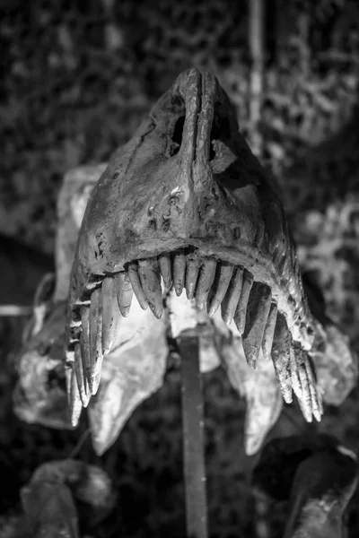 Dinossauro tiranossauro rex com presas, dentes longos e afiados — Fotografia de Stock