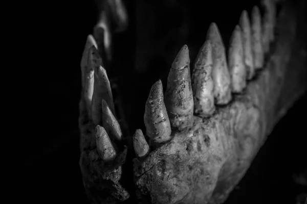 Динозавр тираннозавр-рекс с бивнями, длинными острыми зубами — стоковое фото