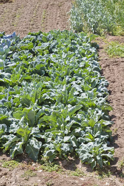 Tierras cultivadas en un paisaje rural —  Fotos de Stock