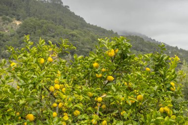 limon ağacı çiçek