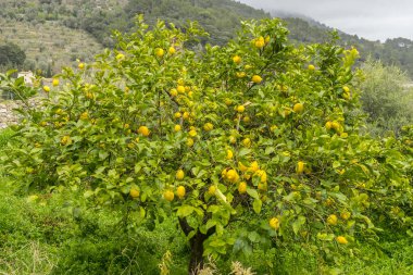 limon ağacı çiçek