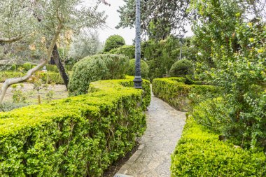 Yeşil çalılar labirent