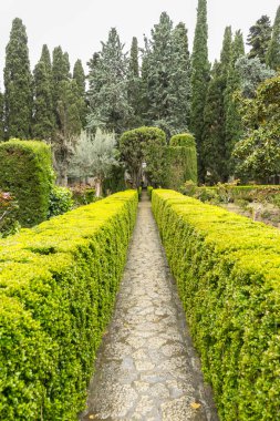 Yeşil çalılar labirent