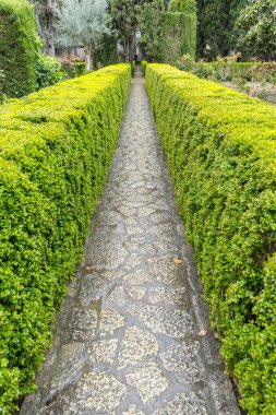 Yeşil çalılar labirent