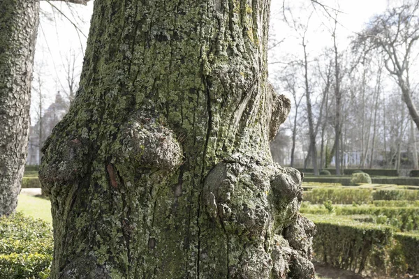 Jardins reais de aranjuez — Fotografia de Stock