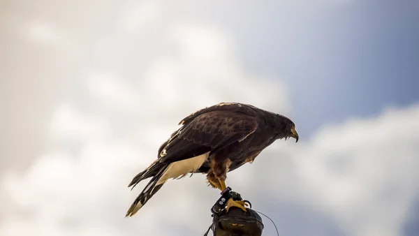 Falcon vyšplhal na hrot — Stock fotografie