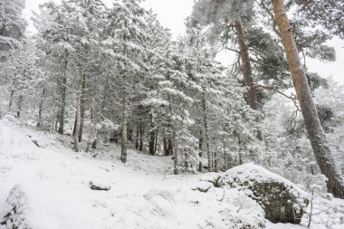 sisli sabahı karlı çam