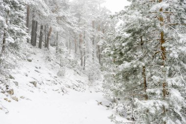 sisli sabahı karlı çam