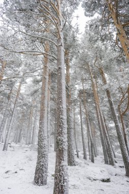 Güzel karlı manzara 